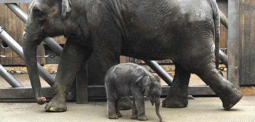 Ostravská zoo vyhlásila sbírku na výzkum sloních nemocí.
