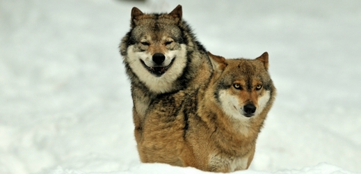 Tohle jsou vlci. Bojíte se jich?