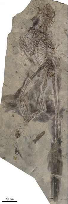 Zkamenělina C. yangi.
