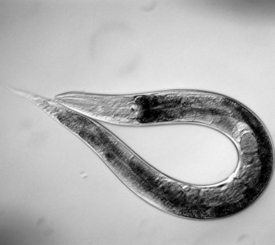 Miniaturní červ žije za běžných okolností v půdě.