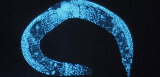 Háďátko Caenorhabditis elegans znají biologové do poslední buňky.