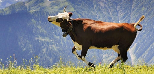 Těhotné krávy mohou být nebezpečné (ilustrační foto).