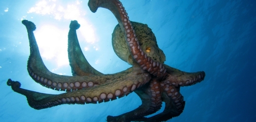 Chobotnice většinou hynou krátce poté, co se jim vylíhnou mláďata (ilustrační foto).