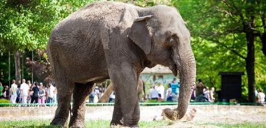 Sloni v zoo "tancovali" na hudbu (ilustrační foto).