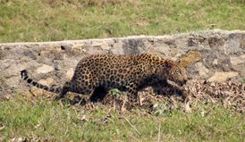 Většina chovanců v zoo pochází od soukromníků, dokonce i leopard (ilustrační foto).