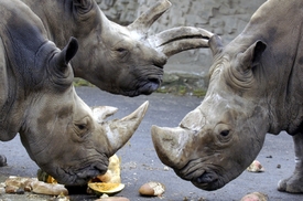 Nosorožci v zoo v Ústí nad Labem.