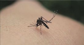 V minulosti se tento druh komáru objevil i v České republice, ale nepřežil zde zimu.