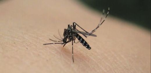 Asijský komár tygří, který přenáší virové onemocnění chikungunya.