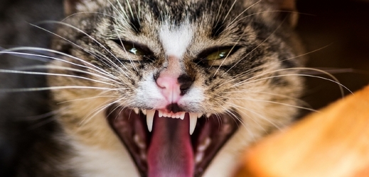 Podle některých lidí jsou kočky krvelačnými predátory.