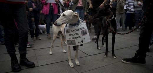 Protest proti utrácení psů.