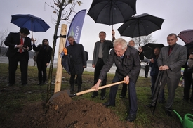 Prezident Miloš Zeman pomohl vysadit dubovou alej věnovanou Petru Vejvodovi.