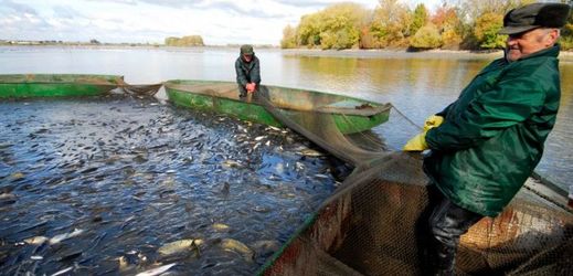Do Hradeckého rybníka letos rybáři vypustili přes čtyřicet tisíc násad.