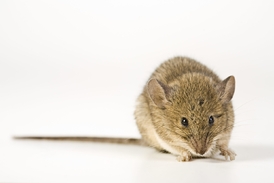 Protein NT-3 vrátil sluch laboratorním myším.
