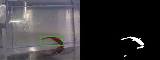 Kamera snímá pohyb rybky uvnitř akvárka.