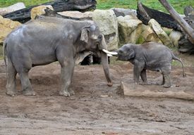 Pražská zoo slibuje také mláďata od řady nových zvířat - na snímku sloní samec Ankhor a slůně Sita.