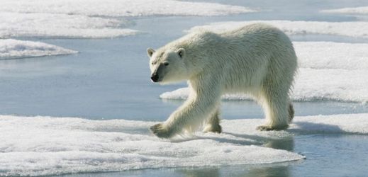 Tvrzení, že je lední medvěd ohrožený druh, se zdá být zjevné. 