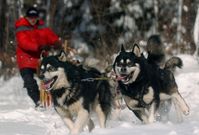 Letošní závody psích spřežení budou nejspíše bez sněhu.