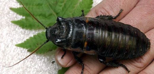 Pokud jste nedávno dostali kopačky, měli byste zvážit adopci švába syčivého pro svou "ex".