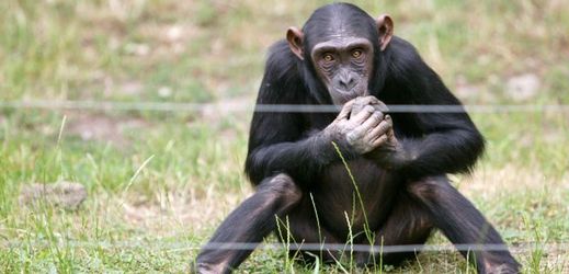 Vědci nechali několik opic hrát hru, která se používá ke studii spolupráce (ilustrační foto).