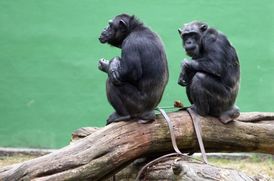 Opice seděly vedle sebe a měly se rozhodnout, zda spolu budou spolupracovat či ne (ilustrační foto).