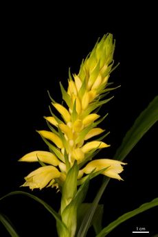 Tento konkrétní poddruh orchideje roste pouze ve Vietnamu, na Borneu, Jávě, Sumatře a Bali.