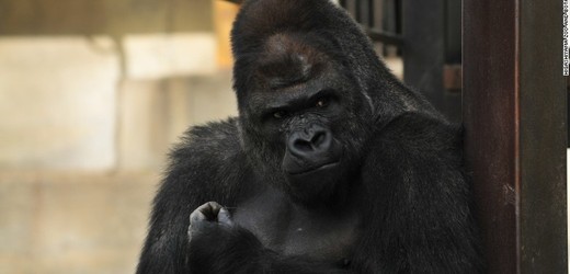 Japonský gorilí samec Šabani.