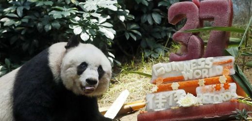 Panda jménem Ťia Ťia se dožila věku 37 let, stala se tak novou rekordmankou.