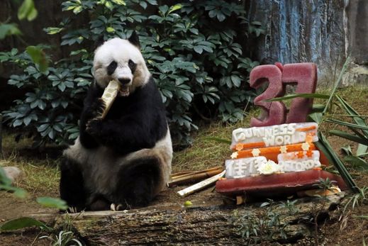 Své narozeniny Ťia oslavila ledovým bambusovým dortem.