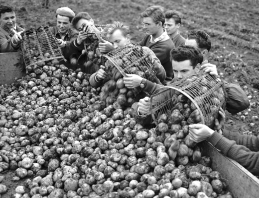 Na Kutnohorsku pomáhalo denně sklízet brambory 2300 brigádníků (1960).