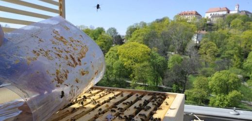 Brněnský Hotel International začal chovat vlastní včely. Na střeše v padesátimetrové výšce má hotel tři úly.