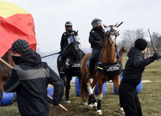 Koně, které slouží policii musí být především klidné a vyrovnané povahy.