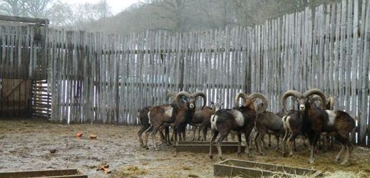 Stádo 34 muflonů prodaly Lesy ČR do bulharského loveckého revíru Karamuš.