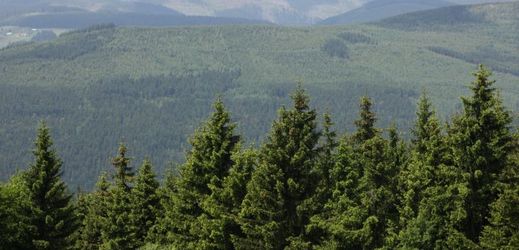 Podle odborníků výsadba jehličnatých lesů od roku 1970 přispěla ke zvýšení letních teplot až o 0,12 stupně Celsia.