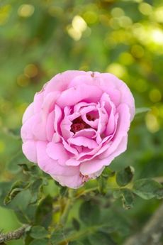 Damašská růže je známá svou vůní a terapeutickým účinkem.