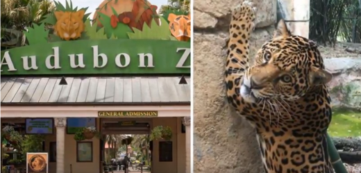 Jaguár Valero zabil v zoo v New Orleans šest zvířat.