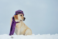 Ve velkých mrazech nezapomeňte teple obléct i svého mazlíčka.