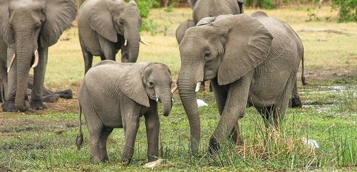 V Botswaně přibývá mrtvých slonů, příčina není jasná.